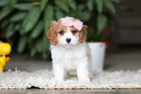 Rita, a female Cavapoo for sale in Dundee, OH – Photo 5 of 10