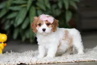 Rita, a female Cavapoo for sale in Dundee, OH – Photo 4 of 10