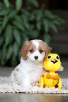 Rita, a female Cavapoo for sale in Dundee, OH – Photo 9 of 10