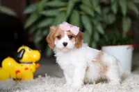 Rita, a female Cavapoo for sale in Dundee, OH – Photo 1 of 10