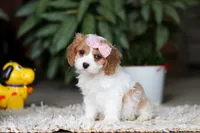 Rita, a female Cavapoo for sale in Dundee, OH – Photo 7 of 10