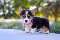 Princess, a female Pembroke Welsh Corgi for sale in Dundee, OH – Photo 3 of 9