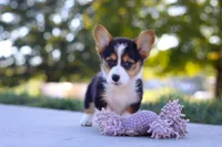 Princess, a female Pembroke Welsh Corgi for sale in Dundee, OH – Photo 1 of 9