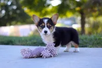 Princess, a female Pembroke Welsh Corgi for sale in Dundee, OH – Photo 7 of 9