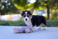 Princess, a female Pembroke Welsh Corgi for sale in Dundee, OH – Photo 6 of 9