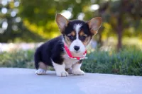 Princess, a female Pembroke Welsh Corgi for sale in Dundee, OH – Photo 5 of 9