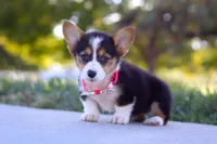 Princess, a female Pembroke Welsh Corgi for sale in Dundee, OH – Photo 2 of 9