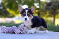 Princess, a female Pembroke Welsh Corgi for sale in Dundee, OH – Photo 9 of 9