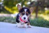 Princess, a female Pembroke Welsh Corgi for sale in Dundee, OH – Photo 4 of 9