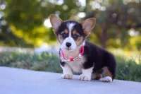 Princess, a female Pembroke Welsh Corgi for sale in Dundee, OH – Photo 8 of 9