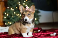 Candy, a female Pembroke Welsh Corgi for sale in Dundee, OH – Photo 9 of 10