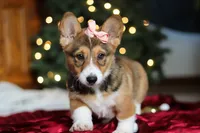 Candy, a female Pembroke Welsh Corgi for sale in Dundee, OH – Photo 6 of 10