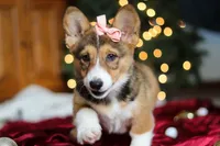 Candy, a female Pembroke Welsh Corgi for sale in Dundee, OH – Photo 5 of 10