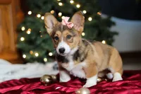 Candy, a female Pembroke Welsh Corgi for sale in Dundee, OH – Photo 10 of 10