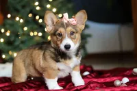 Candy, a female Pembroke Welsh Corgi for sale in Dundee, OH – Photo 7 of 10