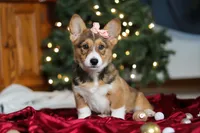 Candy, a female Pembroke Welsh Corgi for sale in Dundee, OH – Photo 2 of 10