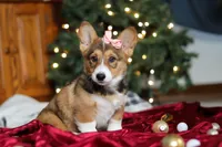 Candy, a female Pembroke Welsh Corgi for sale in Dundee, OH – Photo 1 of 10