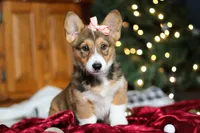 Candy, a female Pembroke Welsh Corgi for sale in Dundee, OH – Photo 3 of 10