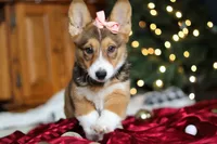 Candy, a female Pembroke Welsh Corgi for sale in Dundee, OH – Photo 4 of 10