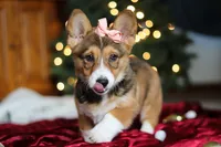 Candy, a female Pembroke Welsh Corgi for sale in Dundee, OH – Photo 8 of 10