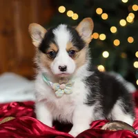 Star, a female Pembroke Welsh Corgi for sale in Dundee, OH – Photo 1 of 9