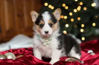 Star, a female Pembroke Welsh Corgi for sale in Dundee, OH – Photo 1 of 9