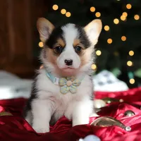 Star, a female Pembroke Welsh Corgi for sale in Dundee, OH – Photo 2 of 9