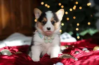 Star, a female Pembroke Welsh Corgi for sale in Dundee, OH – Photo 2 of 9