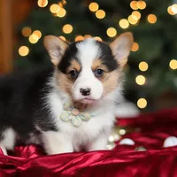 Star, a female Pembroke Welsh Corgi for sale in Dundee, OH – Photo 6 of 9