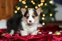 Star, a female Pembroke Welsh Corgi for sale in Dundee, OH – Photo 6 of 9