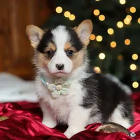 Star, a female Pembroke Welsh Corgi for sale in Dundee, OH – Photo 5 of 9