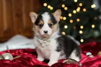 Star, a female Pembroke Welsh Corgi for sale in Dundee, OH – Photo 5 of 9