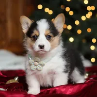 Star, a female Pembroke Welsh Corgi for sale in Dundee, OH – Photo 4 of 9