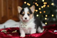 Star, a female Pembroke Welsh Corgi for sale in Dundee, OH – Photo 4 of 9