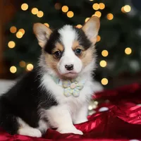 Star, a female Pembroke Welsh Corgi for sale in Dundee, OH – Photo 3 of 9