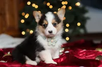 Star, a female Pembroke Welsh Corgi for sale in Dundee, OH – Photo 3 of 9