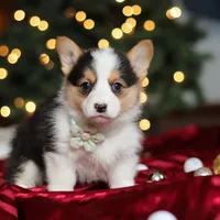 Star, a female Pembroke Welsh Corgi for sale in Dundee, OH – Photo 9 of 9