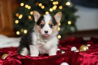 Star, a female Pembroke Welsh Corgi for sale in Dundee, OH – Photo 9 of 9