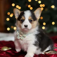 Star, a female Pembroke Welsh Corgi for sale in Dundee, OH – Photo 7 of 9