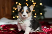 Star, a female Pembroke Welsh Corgi for sale in Dundee, OH – Photo 7 of 9