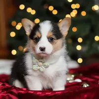 Star, a female Pembroke Welsh Corgi for sale in Dundee, OH – Photo 8 of 9