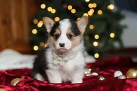 Star, a female Pembroke Welsh Corgi for sale in Dundee, OH – Photo 8 of 9