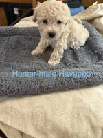 Hunter, a male Havapoo for sale in Lebanon, MO – 6 of 6