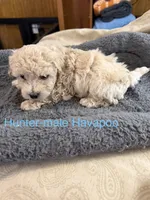 Hunter, a male Havapoo for sale in Lebanon, MO – 4 of 6