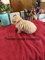 Twister, a male Havapoo for sale in Lebanon, MO – 5 of 5