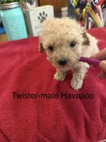 Twister, a male Havapoo for sale in Lebanon, MO – 2 of 5