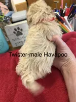 Twister, a male Havapoo for sale in Lebanon, MO – 3 of 5