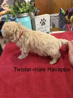 Twister, a male Havapoo for sale in Lebanon, MO – 4 of 5