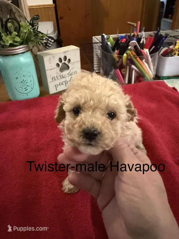 Twister – Havapoo puppy for sale in Lebanon, MO