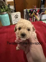 Twister, a male Havapoo for sale in Lebanon, MO – 1 of 5